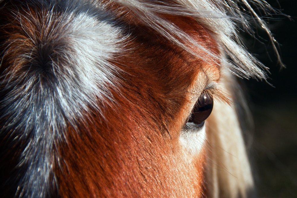 Pony by Sylvia Kroll