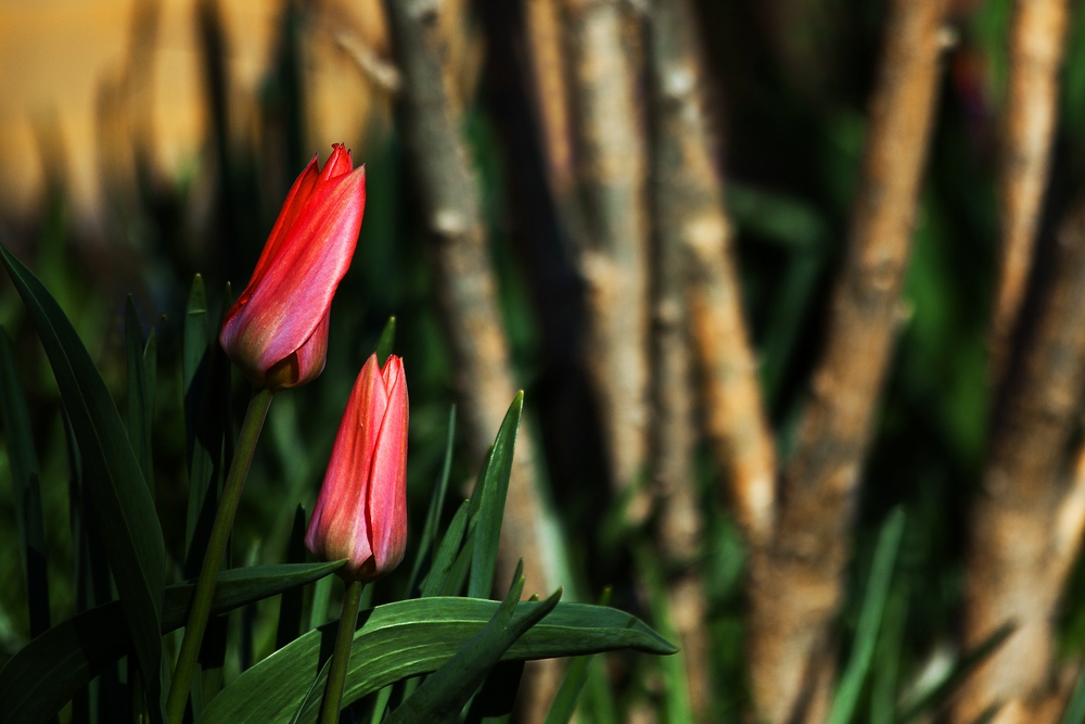 Frühlingsgruss by Sylvia Kroll