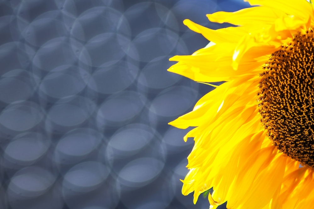 Sonnenblume by Sylvia Kroll